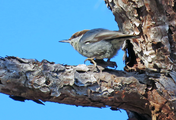 Brown-headed Nuthatch by Ventures Birding